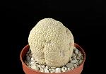 Pseudolithos migiurtinorum CM. 5 €  20,00